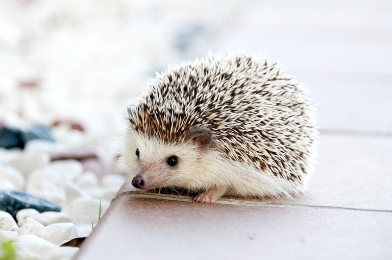 Otherworldly Species