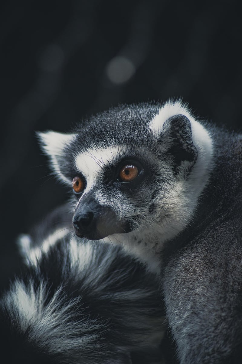 Aye-Aye